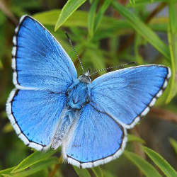 Lysandra bellargus
